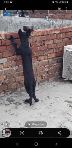 Black garman shepherd female puppy