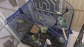 homebread budgies