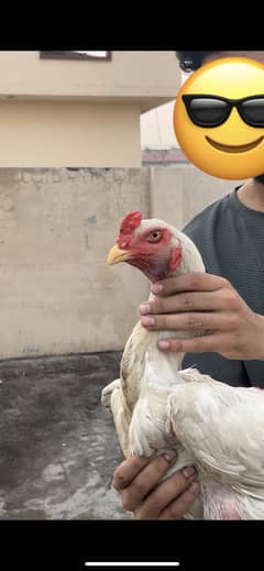Japanese Shamo male Heera