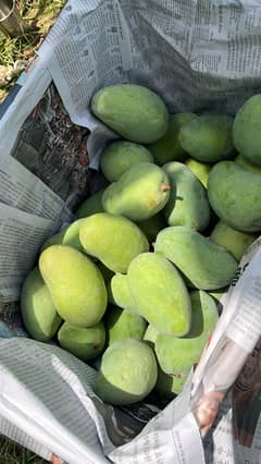 A+ Royal Mausami Chaunsa mangoes