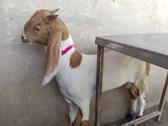 Bakra