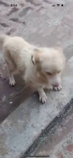 Rushin  dog