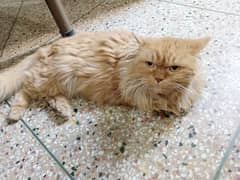 Persian cat for adoption
