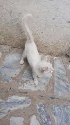 good caten tran full