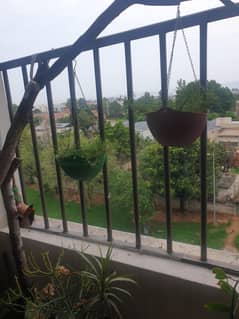 Plants in Pots