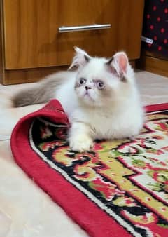 Extreme quality Persian, ragdoll, or hamalayan kittens for sale
