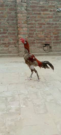 for sale