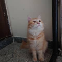 Persian triple coat female cat