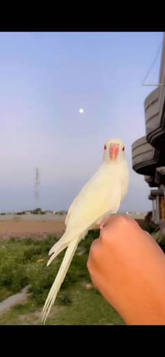 White ring neck tamed