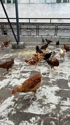 golden misri pathy