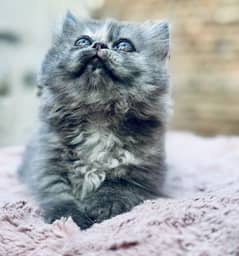 Long coated , punch face, Piki blood line pair  0348-4575581 what’sapp