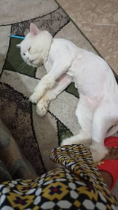 Persian