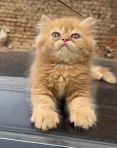 Punch face, piki blood line pair , 0348-4575581 what’s app