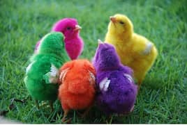 10 COLOR CHIKS FOR SALE read discription