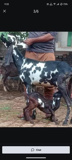 Bacho wali Bakri sale with male bacha