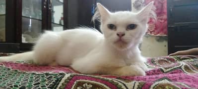 Persian cat female