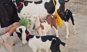desi bakri for sale WhatsApp number on 03314594754)