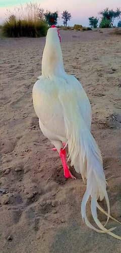 aseel