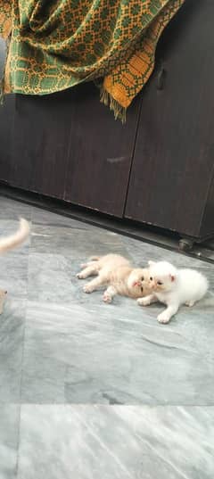 Female Cats 5 pices For Sale in Lahore Thokar niaz Bage