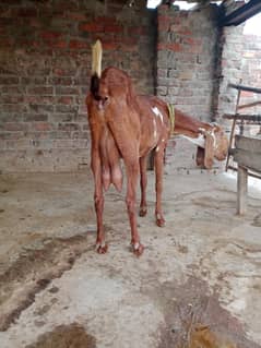 Desi bakri with two kids
