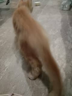Manoo