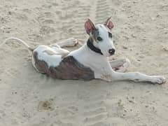 bully puppy 03709515014whatsapp
