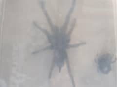 black spider