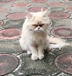 Persian