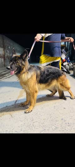 pink pedigaree breeder female