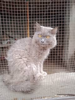 persian greey male