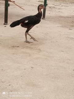 Aseel Chicks Pair