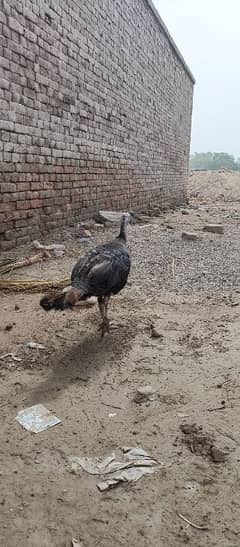 adult female turkey available in cheap rate