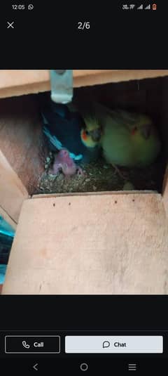cocktail breeder pair