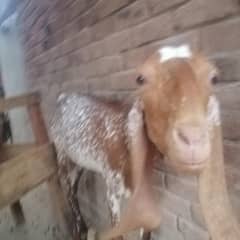 Pure Makichini Goat