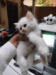 Persian