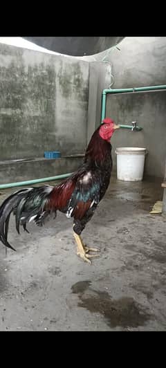 Pure Thai Aseel Patha age 1 saal . Pakoye/ Burmi/ Trat/ Shamoo