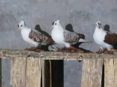 Pigeons