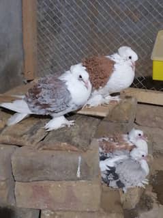 Pigeons