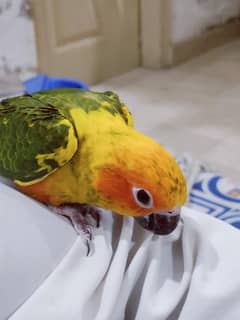 Sun Conure Chick
