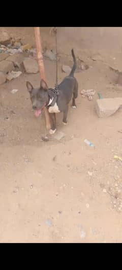 pitbull fo sell