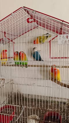 love bird