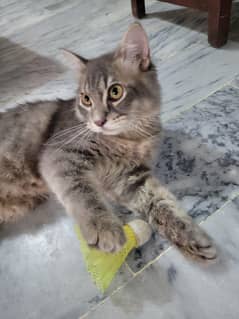 Grey Persian Cat