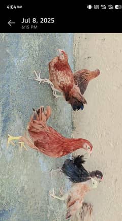 4 months old 6 lohman + desi mix murgia for sale