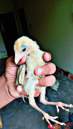 ASEEL PAIR AND ASEEL CHIKS AND DESI PHATAY PATHIYA