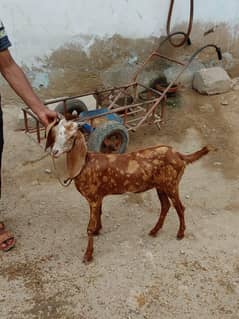 bakri