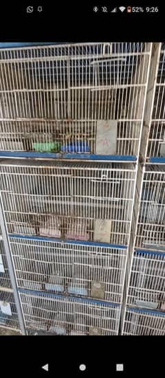 Birds