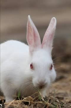 florida white angora rabbits male and female