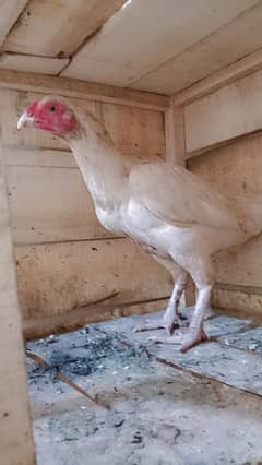 Heera female