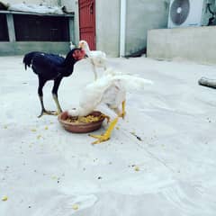 Aseel Shamo Pathay