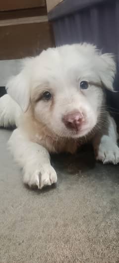 Russian dog Male puppy